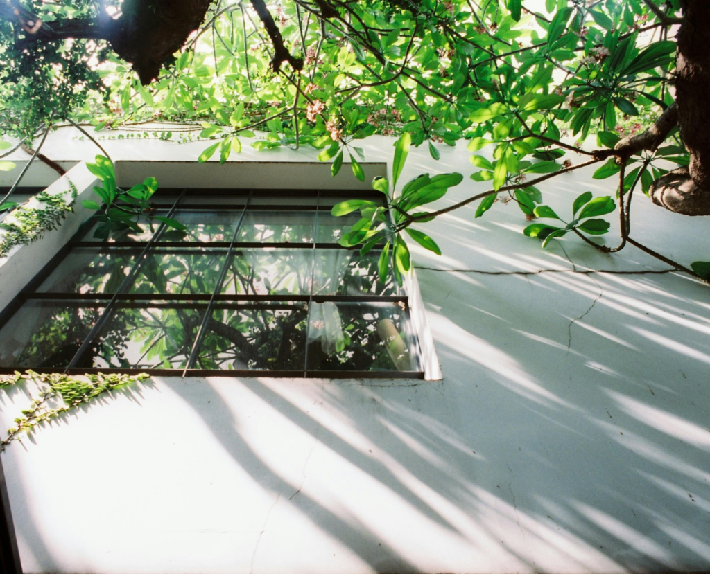tree overlapping neighborhood home